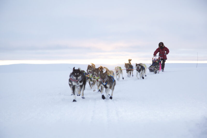 Husky 01