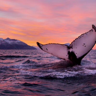 Whale Watching 01