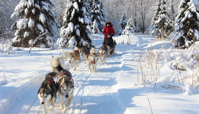 Finnland Levi Huskyschlitten iStock 502633552 thefreeze web 8954b6cd5e19f5879679e054bb8531c0